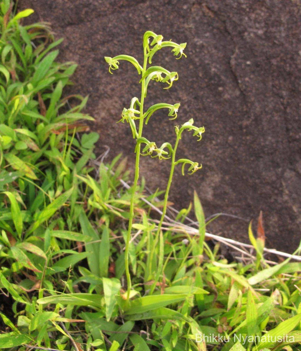 Habenaria viridiflora (Rottler ex Sw.) R.Br. ex Spreng.